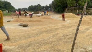 Bumper Boro Paddy Harvest in Kishoreganj, Yet Farmers Disappointed